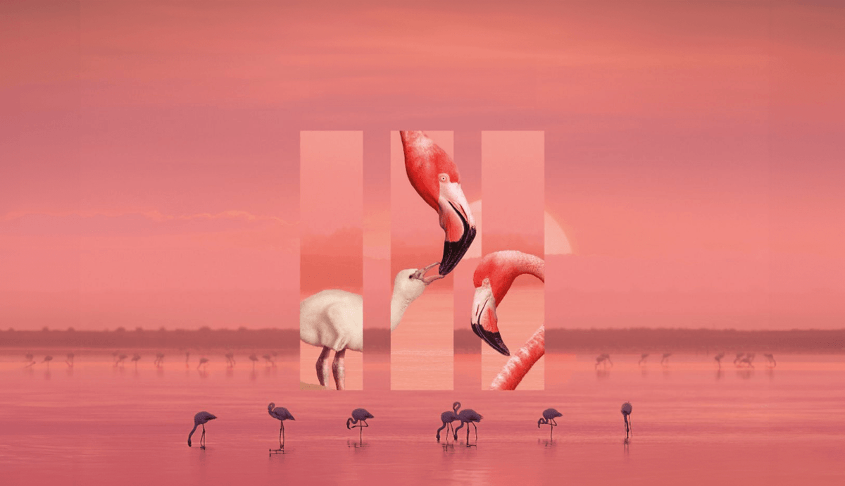 Planet Earth III Official BBC Earth Shop Planet earth iii official bbc earth shop