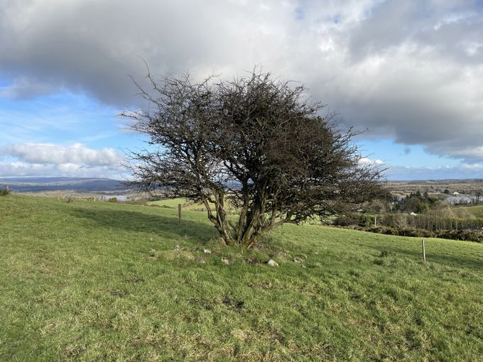 Beltane Blossoms and Fairy Trees: The Sacred Symbolism of the Hawthorn