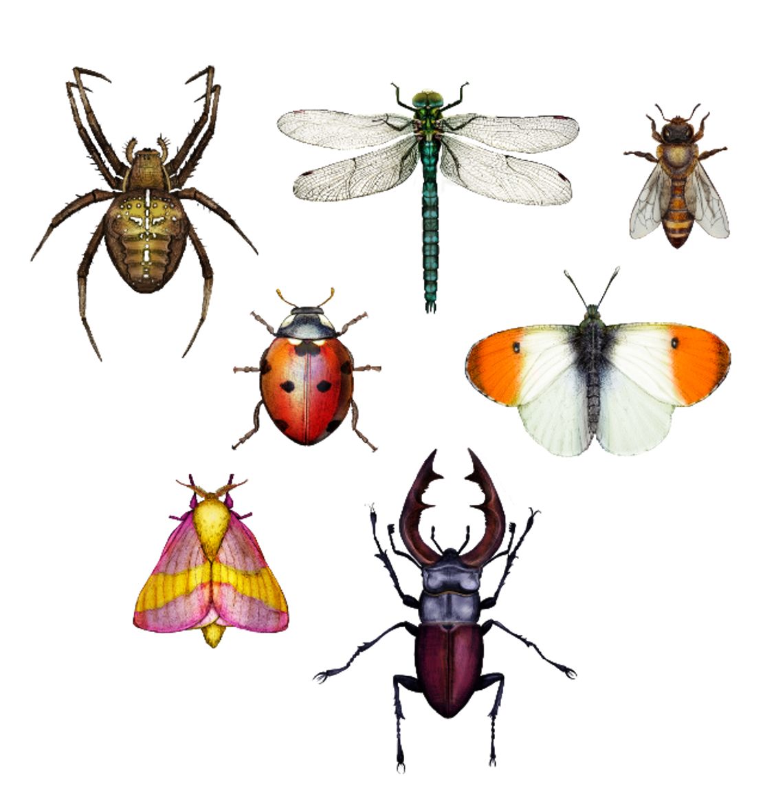 Invertebrates Collection