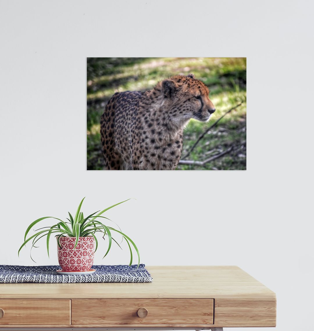 Cheetah Prowl large print