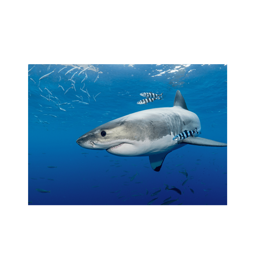 Great White Shark and Pilot Fish Canvas Print