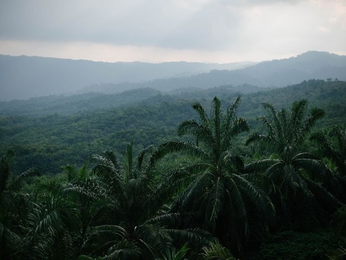 10' Powerful Reasons Why Palm Oil is Bad for the Environment