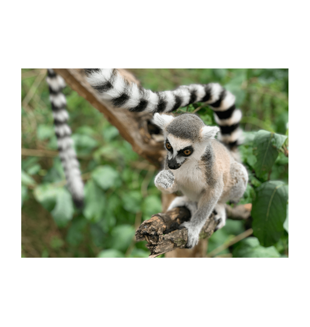 Why is King Julien important on Friday?