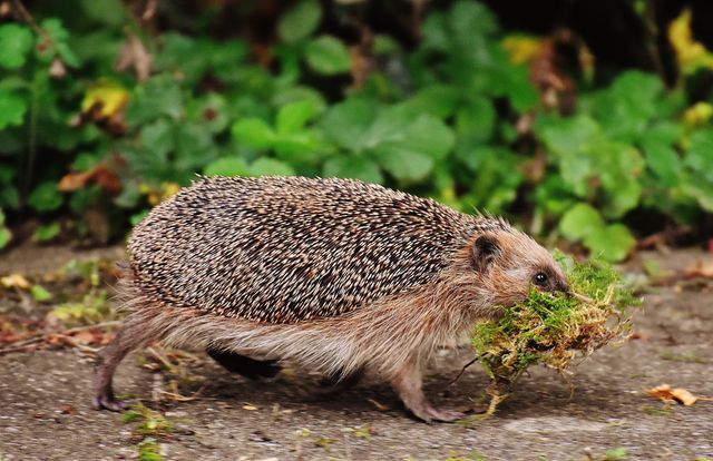 10 of the UK's most endangered animals | Blog 10 of the UK's most endangered animals | Blog