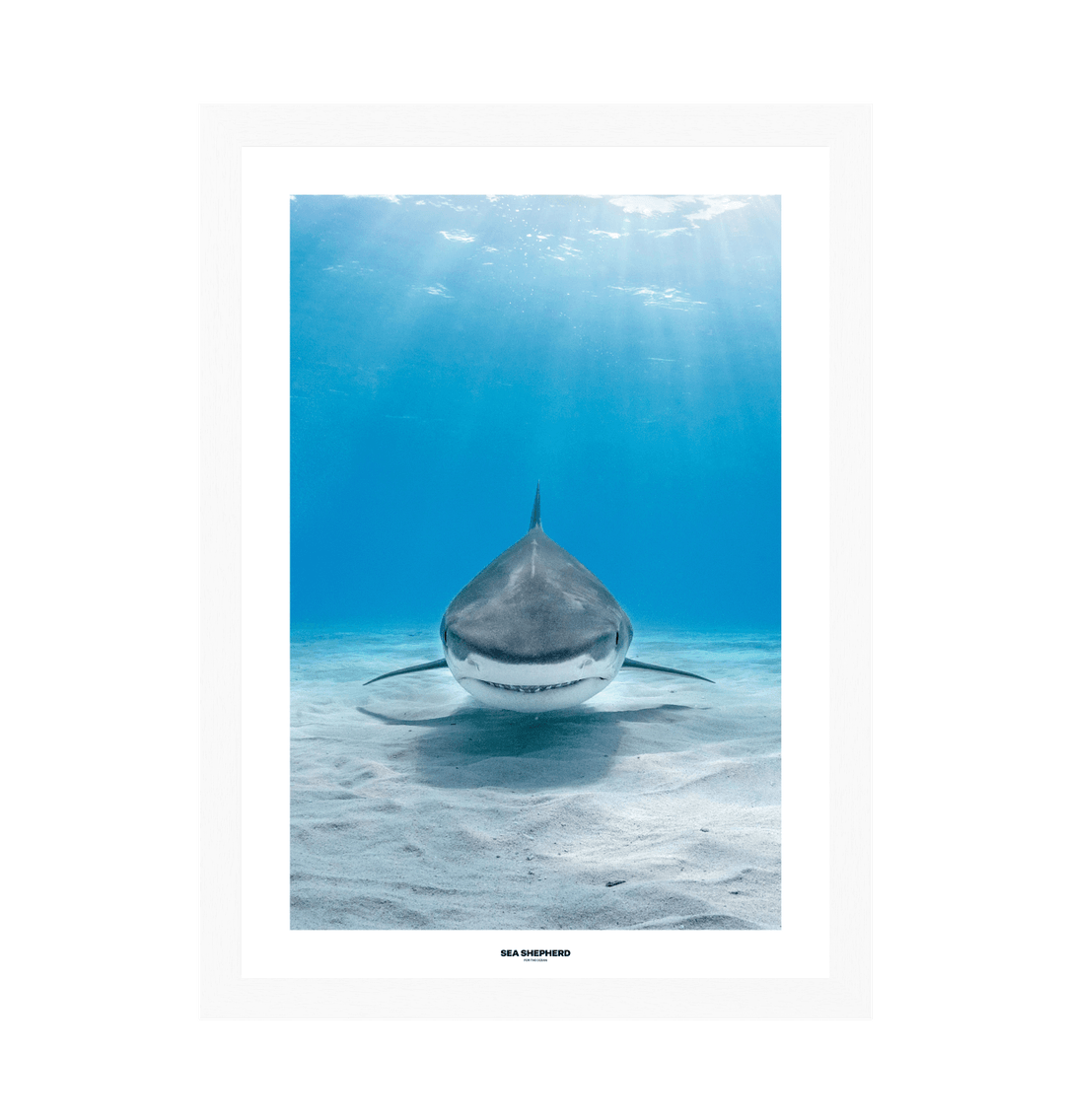 Bull Shark Photographic Art Print | Sea Shepherd Merchandise