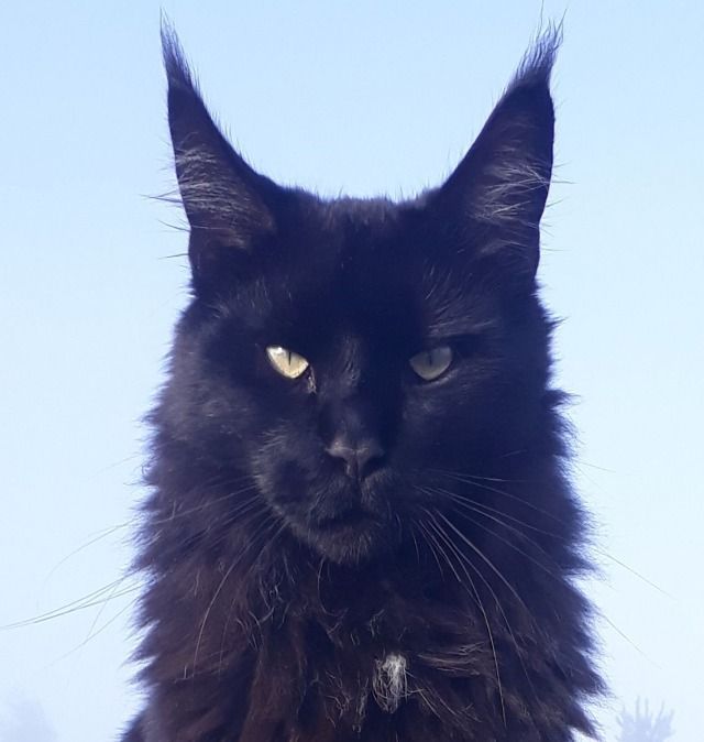 Huge black shops cat