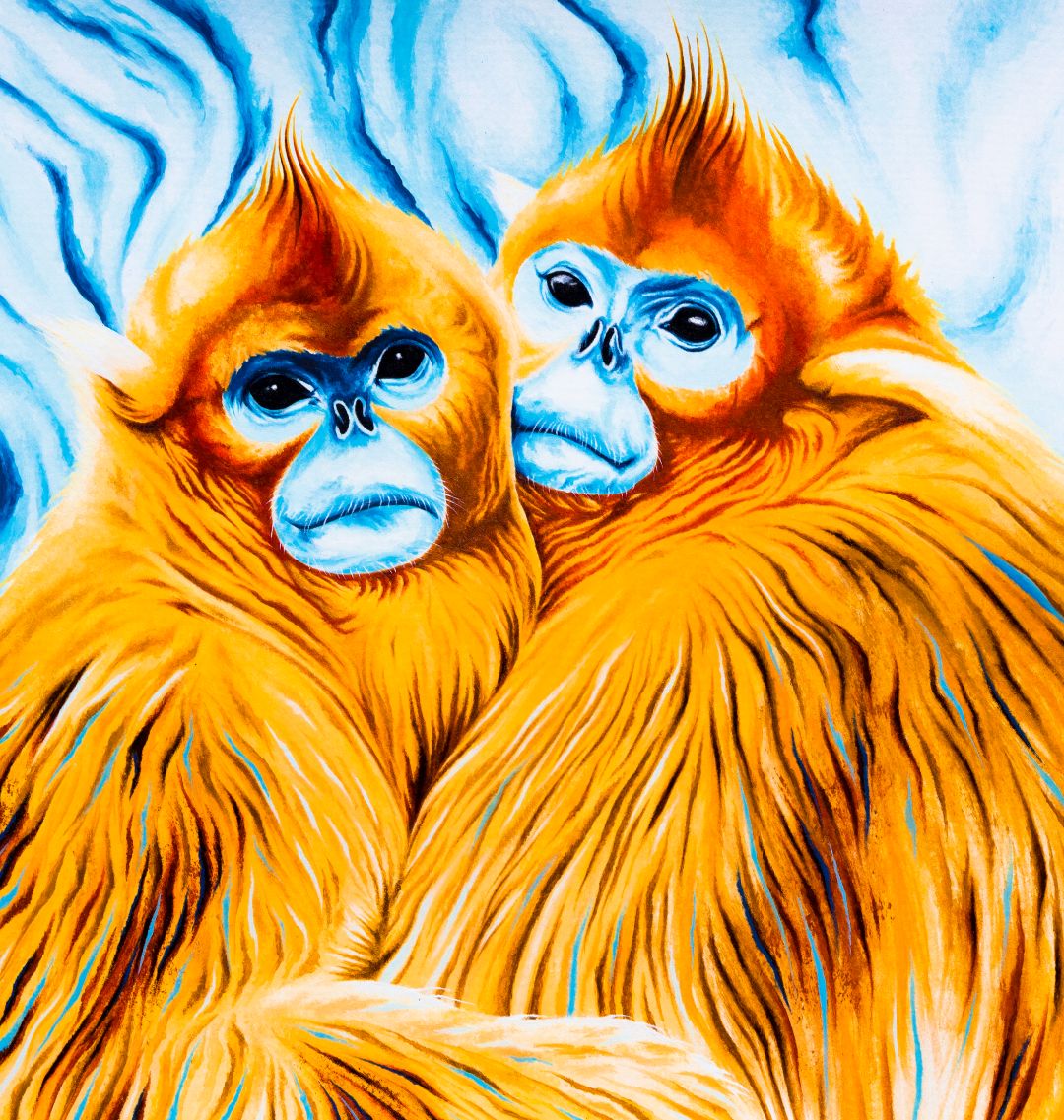 Golden Snub Nosed Monkey Art Print A3 42 x 29.7cm