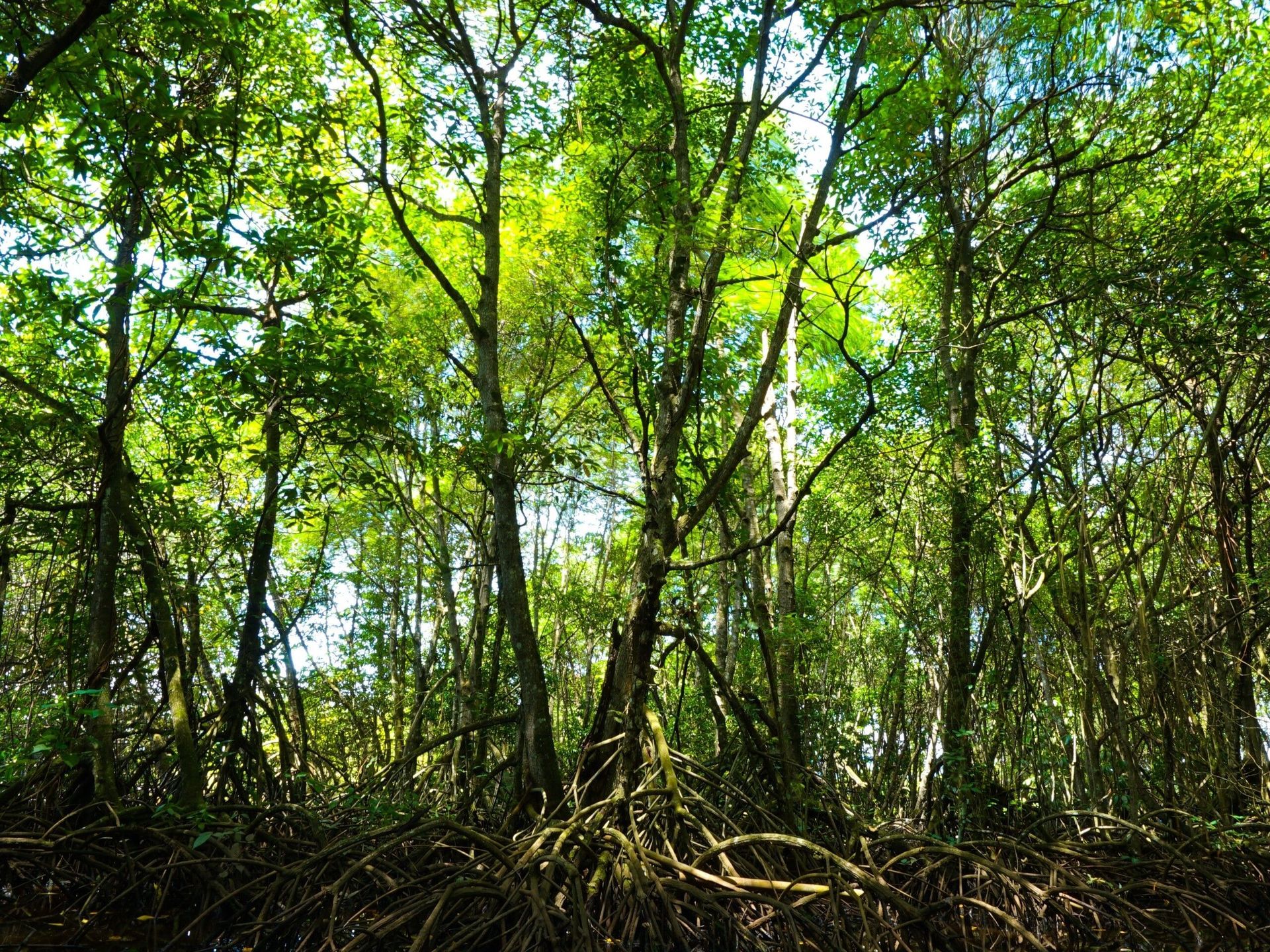 Why Is Wildlife Conservation Essential?