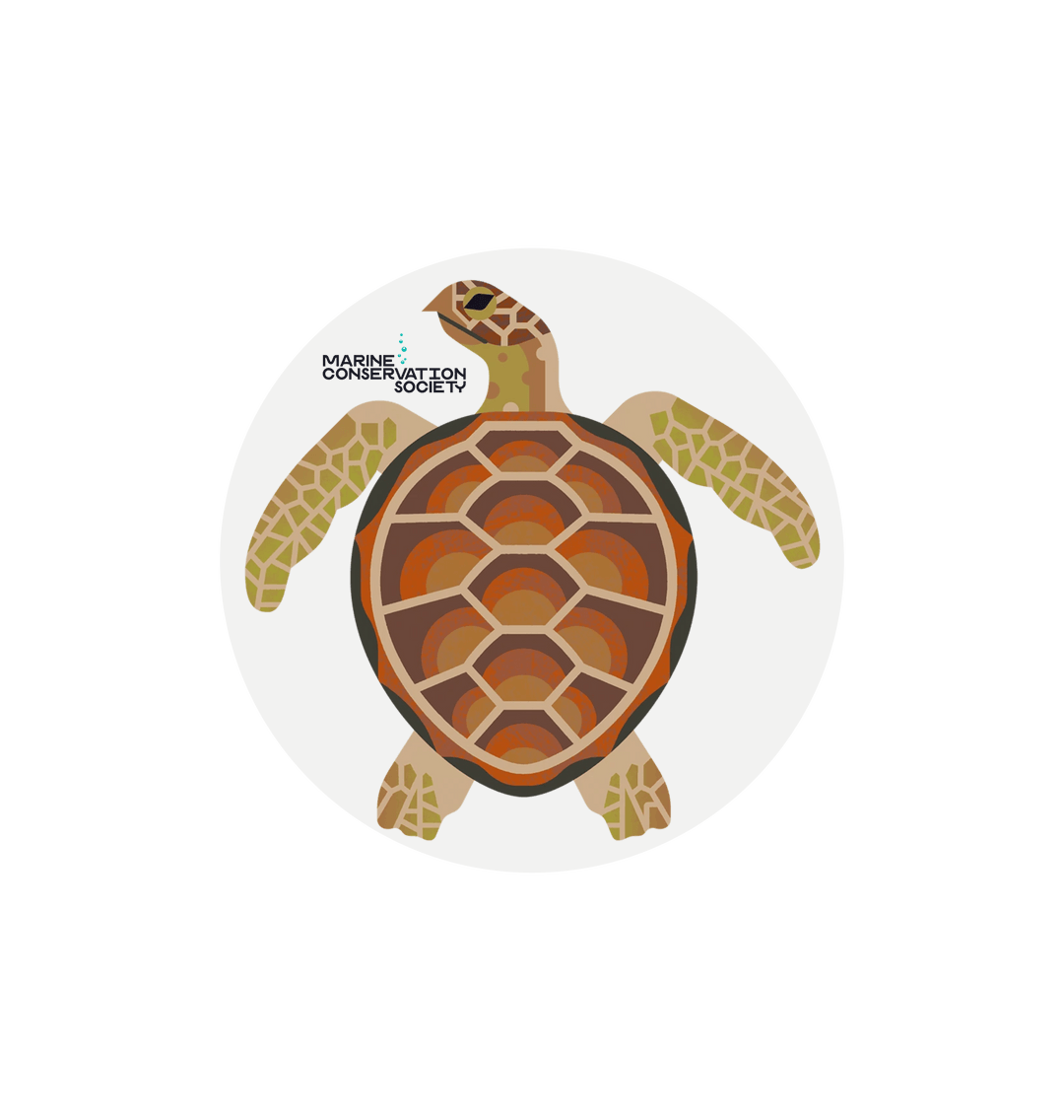 Turtle Sticker