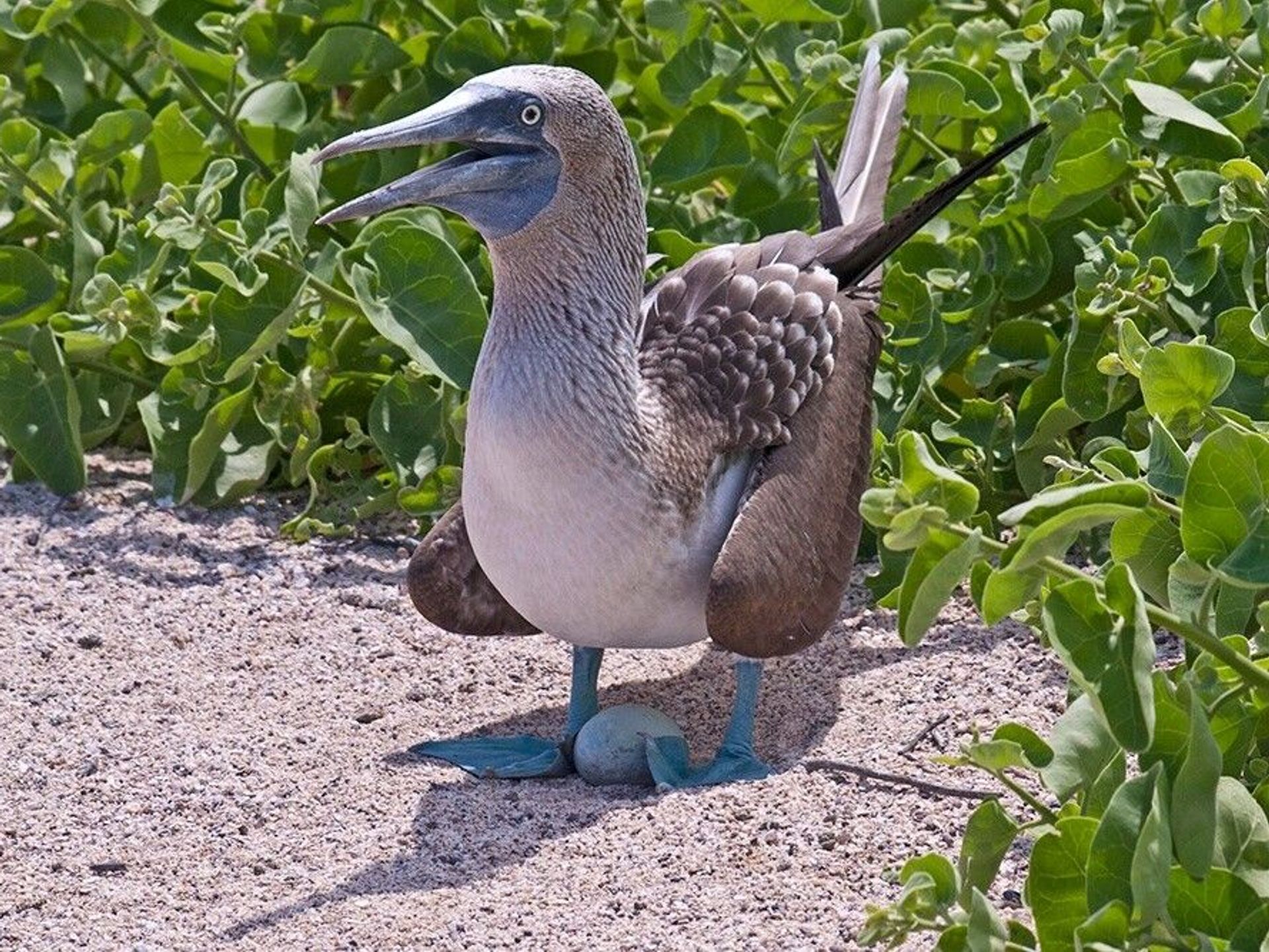 All About the Blue Footed Booby