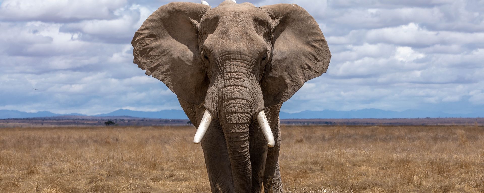 Save the Animals Shop Save the Animals Shop