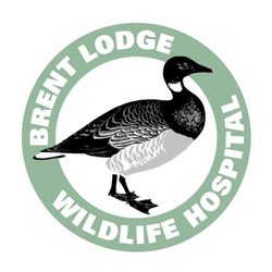 Brent Lodge Clothing