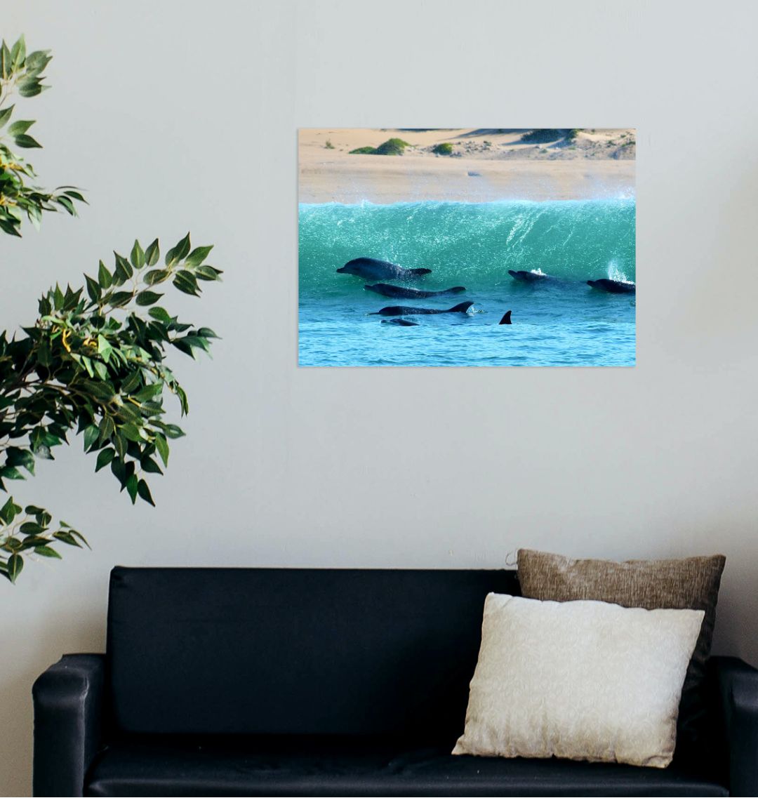 さらに100円引き◆Wai Kei◆Over the sea dolphin graphic knit Trademark Fine Art 16 in. x 24 in. Jumping Dolphins by