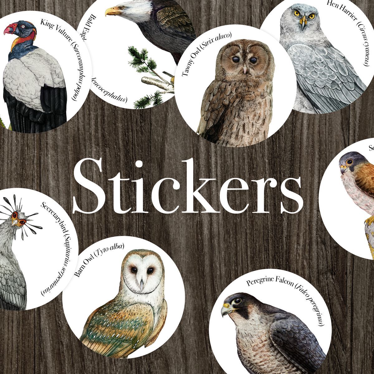 List of Birds - Birds Of Prey - Sticker