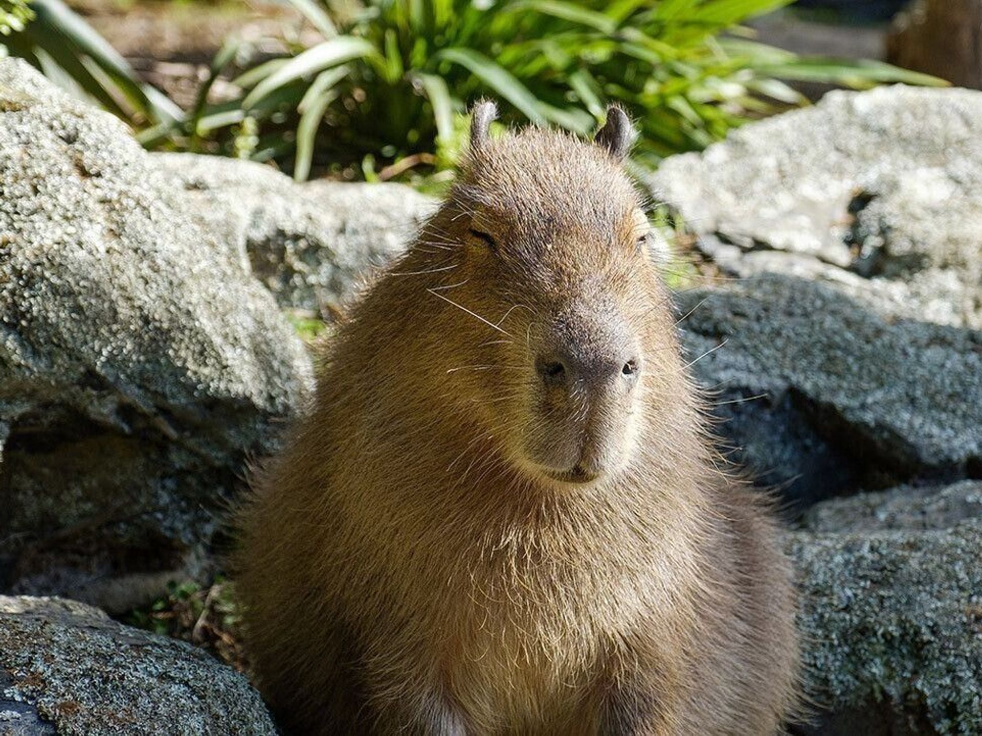 Capybara Fact Sheet, Blog, Nature