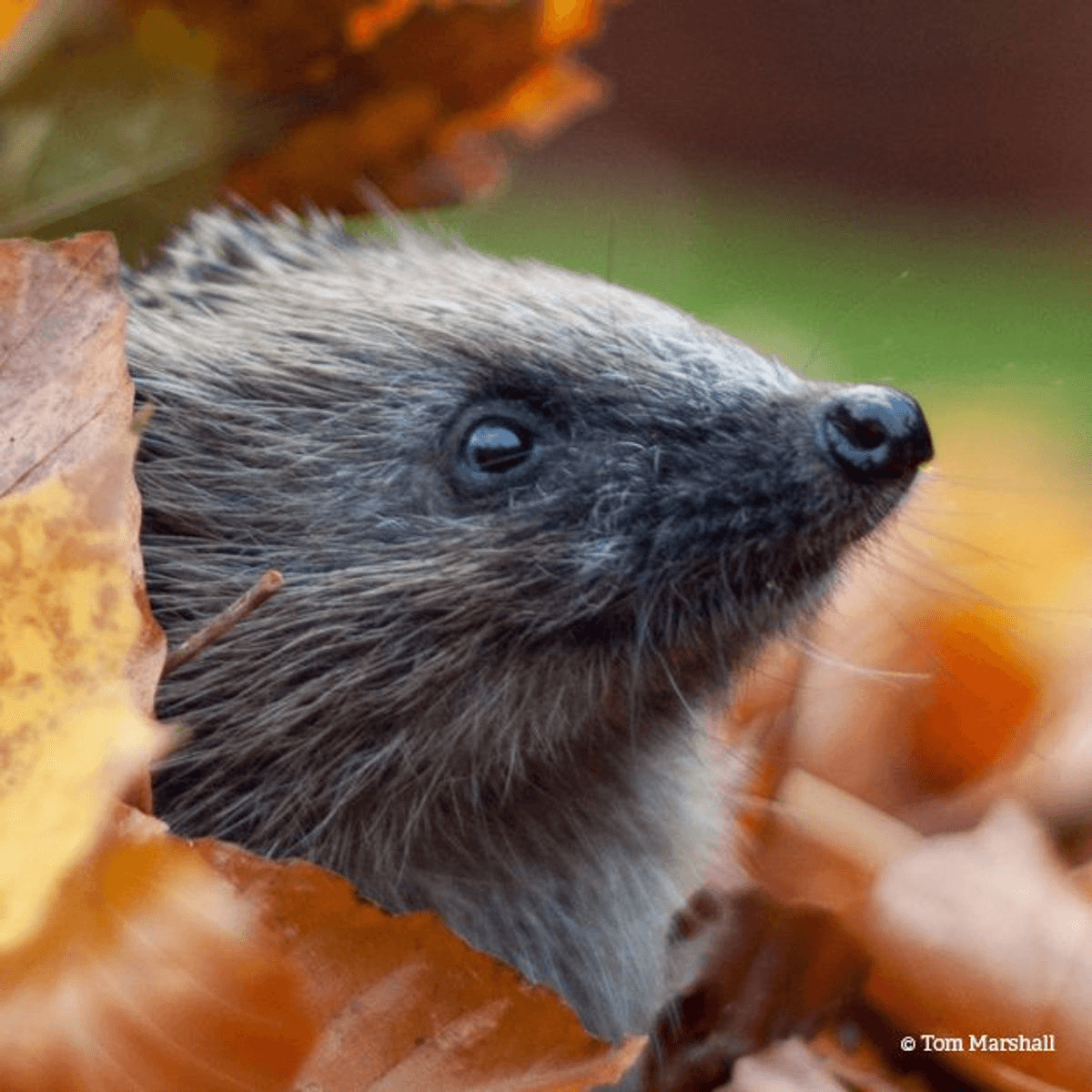 Sussex Wildlife Trust