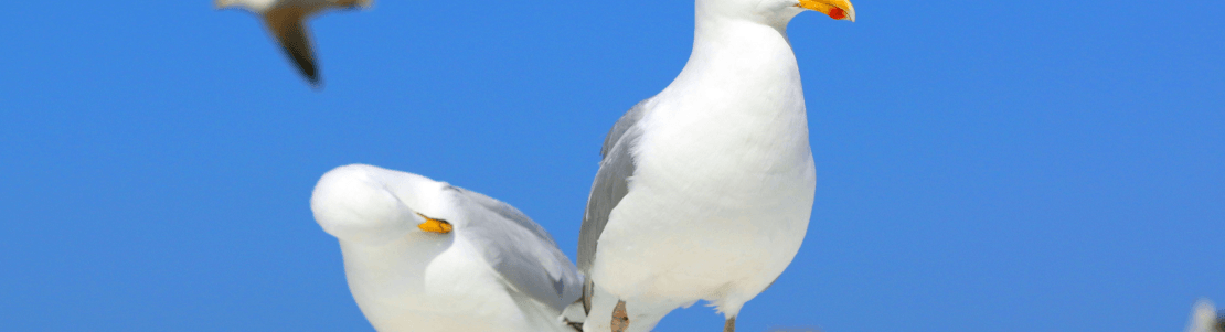 Seagull t-shirts and seagull hoodies