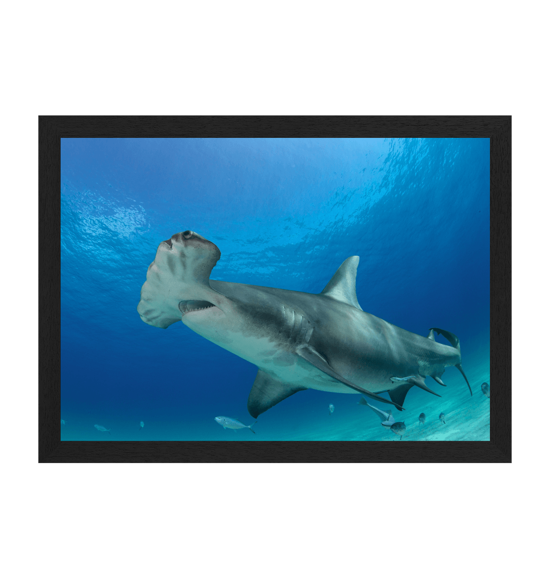 邦楽 Hammer Head Shark BYE MY NAKED Hammer Head Shark / BYE MY NAKED | The Domestic