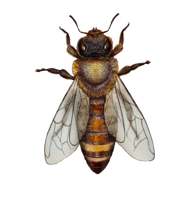 queen bee scientific illustration