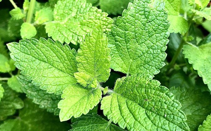 A Forager’s Guide to Seasonal Living