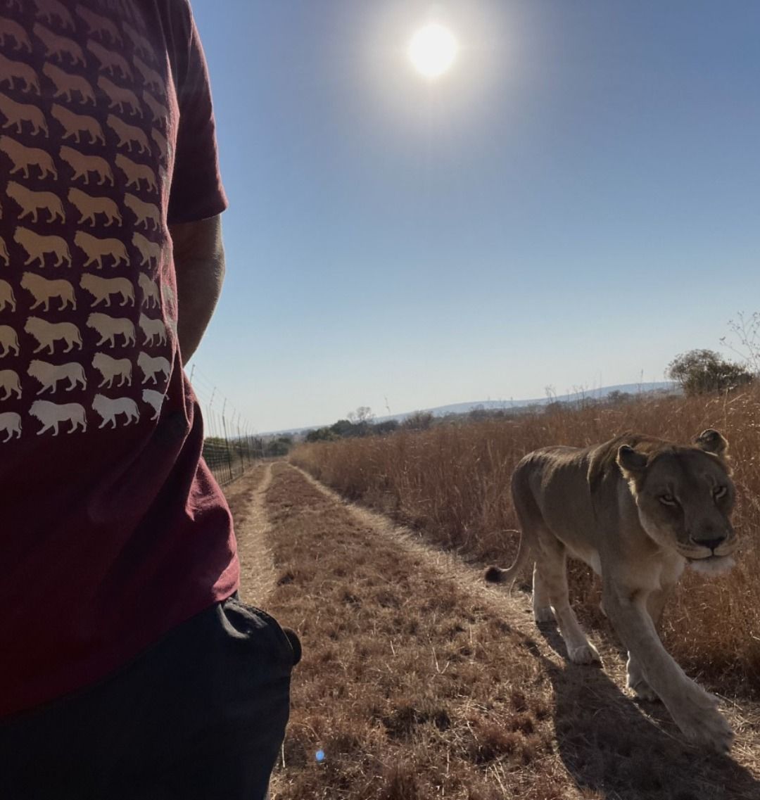 Lion-aid Shirt Adult Youth and Big & Tall Sizes Free -   Norway