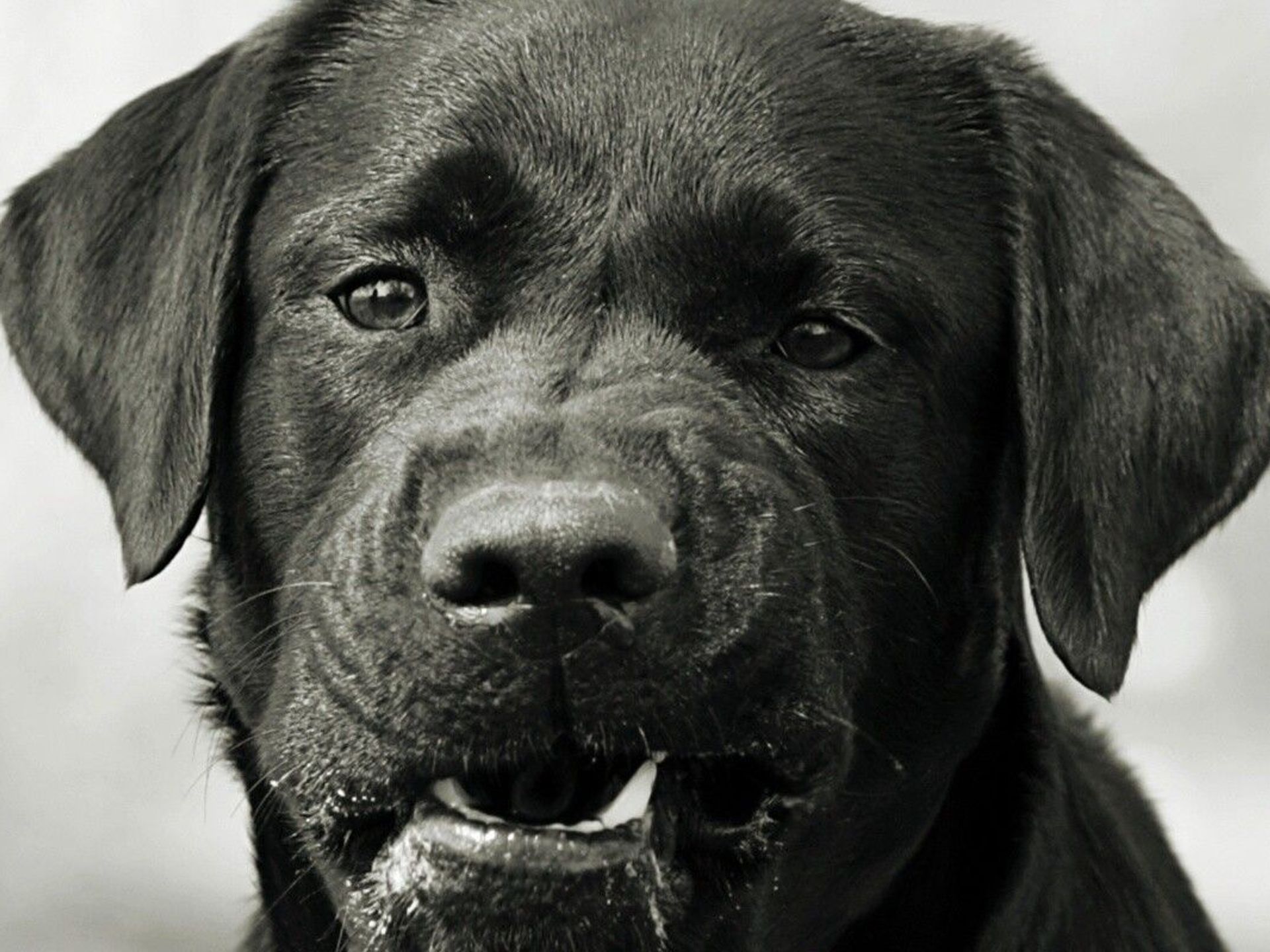 Are Labradors Known To Be Aggressive