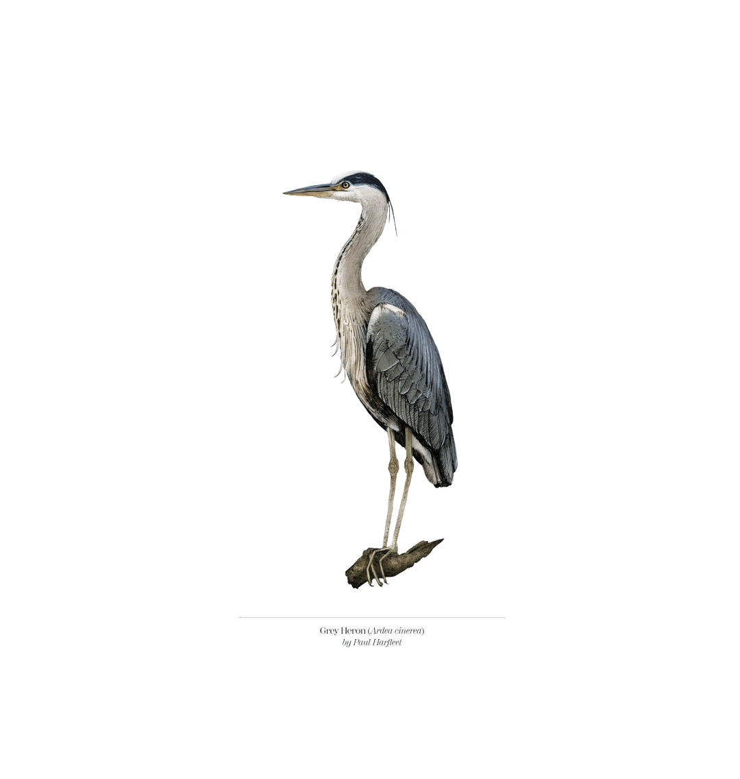 BEAUTIFUL BIG BIRD, Grey Heron store Print, Heron Artwork, Bird, Wall Art,