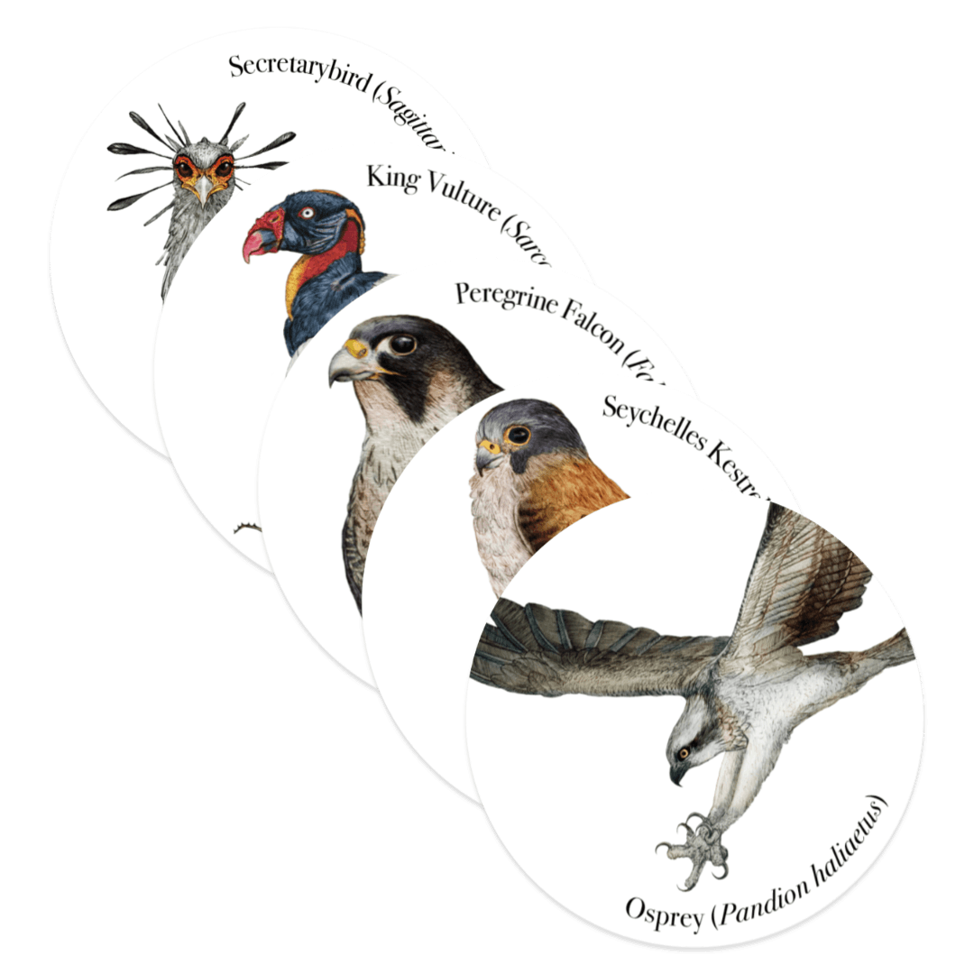 List of Birds - Birds Of Prey - Sticker